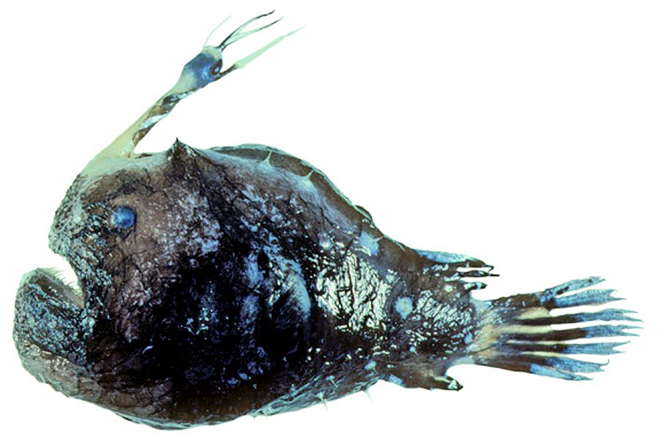 Himantolophus albinares_aust_02.jpg